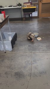 Norman came to eat breakfast with the Ijams Education Team and he decided to clean up so he could look incredibly dapper for the camera! He really is a handsome opossum! | Ijams Nature Center