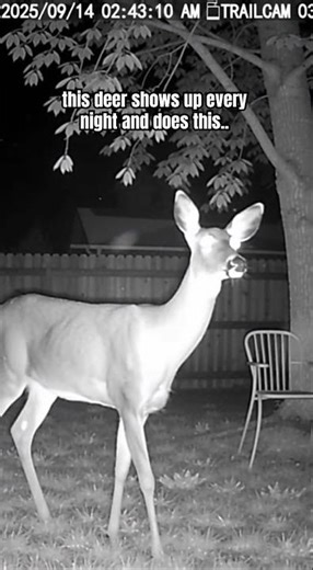 Crazy Deer at my house keeps seeing stuff 😬