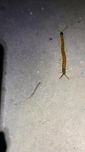 This was the biggest Arizona desert centipede I’ve ever seen! I found it shining cuts in Arizona. Super cool creatures that you don’t want to be bitten by! _ _ #giantdesertcentipede #centipede #insect #bug #animal #nature #wildlife #natgeo
