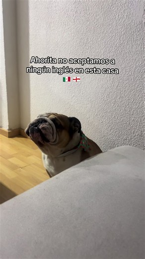 Bulldog inglés: Ahorita no aceptamos ingleses en casa