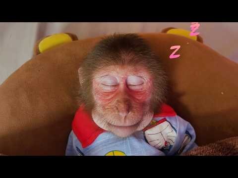The truth about a day in the life of a baby monkey