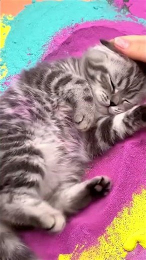 Instant calm! Listen to this purr-fect ASMR for sleep. #Shorts #CatASMR #PurringASMR #ASMRForSleep