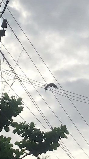 Squirrel Electrocution Caught on Camera || Peek A Peak ||