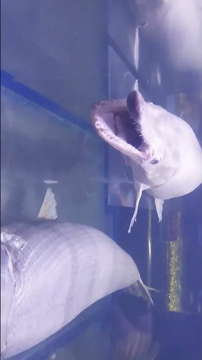 名古屋城のアリゲーターガーのその後 デュビアな時間channel #碧南海浜水族館 、#名古屋城、#アリゲーターガー、#外来種、