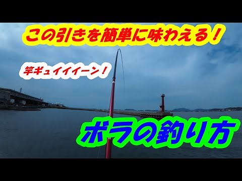 釣り初心者でもボラを簡単に釣る仕掛けと解説【大型魚】