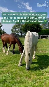 Sponsor Horse #Samson, and his best bud Alf are ready and waiting to meet their fans this afternoon! Who's excited? Though #Bear isn't in the line up this Summer, he thought he'd make a special appearance (wait until end) 💚 HTx #SponsorHorse #PoliceHorse #Shetland #ServiceHorse #RetiredLife #MeetHorses #VisitBucks #MeetAndGreetEvent | The Horse Trust