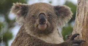Koala native Australian Marsupial sleeping in tree