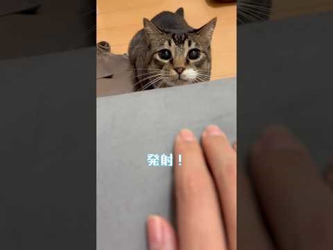 ねこロケット発射！Cat Rocket Launch!