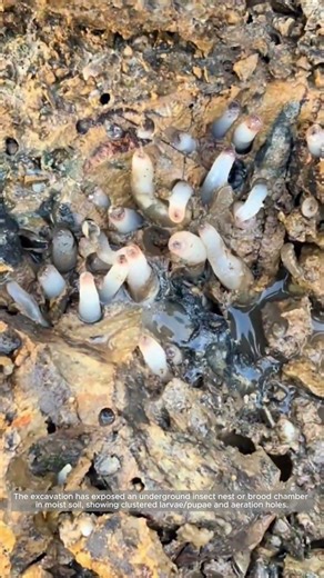 What You Find When You Open a Wet Soil Pocket