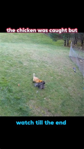Hunter Turned Hunted in Seconds! 😳🔥 #trending #animals #wildlife #cat #chicken #fox #shorts