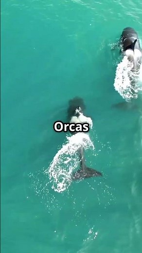 Fascinating facts about orcas! 🐳