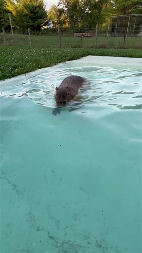 Swimming with Daisy the Capybara: Cute Capybara Swimming Video
