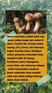 Jamur Matsutake: Aroma Mewah dari Hutan yang Sulit Didapat #JamurMatsutake #KulinerMewah #JamurLangka #TradisiJepang #MatsutakeHunt #RasaIstimewa #SimbolKemewahan #JamurMahal #KulinerAsia #FaktaUnikJamur #virtualbrowsing | Virtual browsing