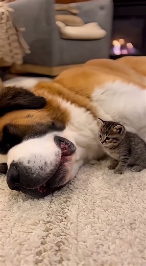 Adorable Puppy Snoring Battle: Cute Canine Moments
