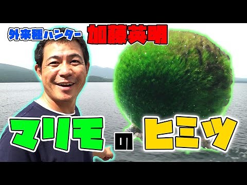 16. What is the true identity of Marimo? Hideaki Kato reveals the secrets of Marimo!