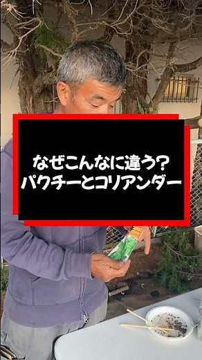 なぜこんなに違う？パクチーとコリアンダー