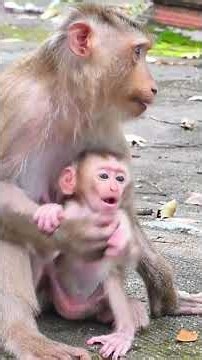 Laurel Monkey adorable Mama take care of its