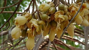 inflorescence and flower opening development stages of durian fruit on tree