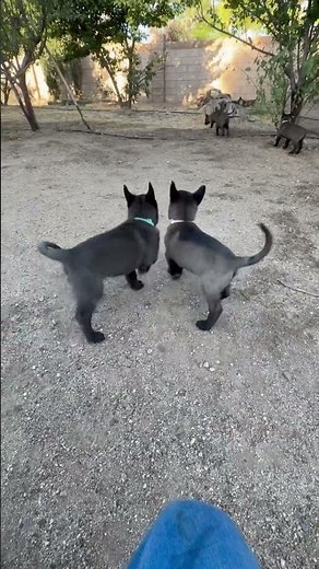 Belgian malinois puppies ❤️