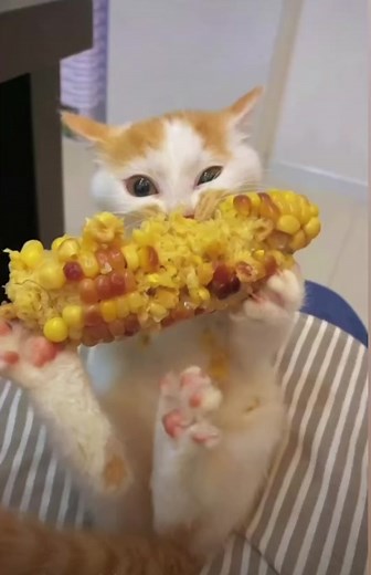 Cat Eating Corn: Funny Kitty Cat Videos 2023