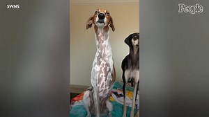 Rescued Azawakh With Long Neck Looks Like A Giraffe