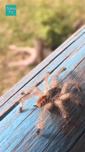 12K views · 195 reactions | TOP 5 Deadliest Spiders in the World...