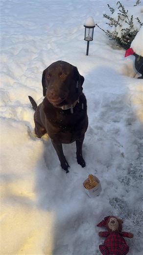 Cold Fries and a Hungry Labrador Retriever