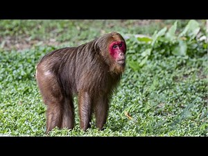 Stump-tailed Macaque at Phnom Tamao Zoo, 4k video