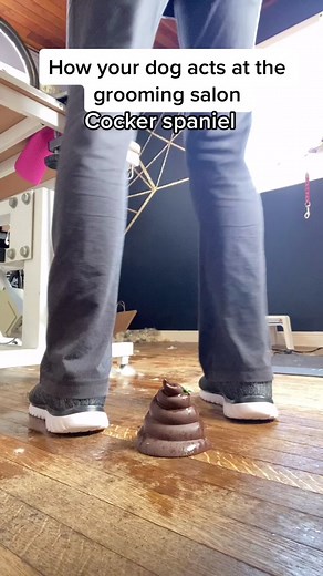 Doggie Drama: Cocker Spaniel, Shih Tzu, Rottweiler, and More!