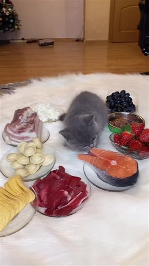 Adorable Grey Kitten Enjoys Tasty Treats