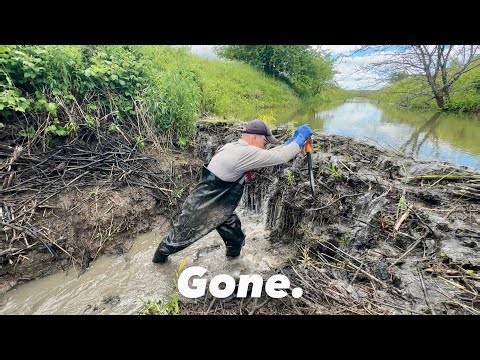 This Beaver Dam Gone!