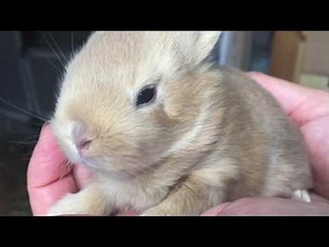 Baby Bunny Rabbits - 1 day to 8 weeks old