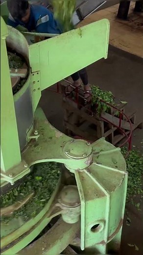 Making of tea powder from tea leaves in Ooty