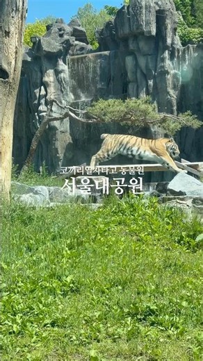 코끼리열차타고 동물원 나들이, 다자녀는 동물원 입장 무료 #서울대공원 #서울대공원동물원 #과천대공원 #가족나들이추천 #5월여행지 #서울랜드동물원