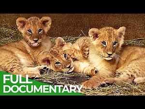Baby Animals Discovering Their World | Episode 2 | Free Documentary Nature