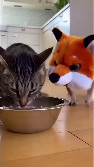RT @Scarlett1453889: OMG Dog wear a mask to afraid cat 😂😂