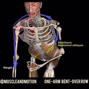 How to perform the One-Arm Bent Over Row exercise. In this variation the load on the spine is much smaller than without support. Therefore it is possible to work with greater weights in order to challenge the shoulder extensors (latissimus, rear deltoid and other synergists) without creating high loads on the spine. Working with one arm activates the oblique #abdominals and spinal rotators more heavily, they stabilize the #spine and prevent horizontal rotation which is created by the pull of the