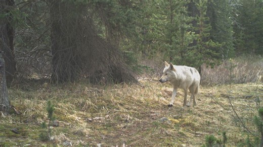 UBC study findings on if wolf hunting impacts caribou