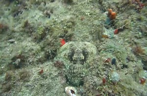 An octopus demonstrates its skill as a master of disguise.