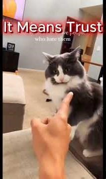 Why Your Cat Follows You Everywhere 😱🐱 The Shocking Psychological Reason Explained #Shorts