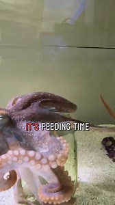 You watch Haley the octopus open a jar like a pro! 🐙💪 Her victory blink is everything! #octopus #exoticpet #animals | JB Today