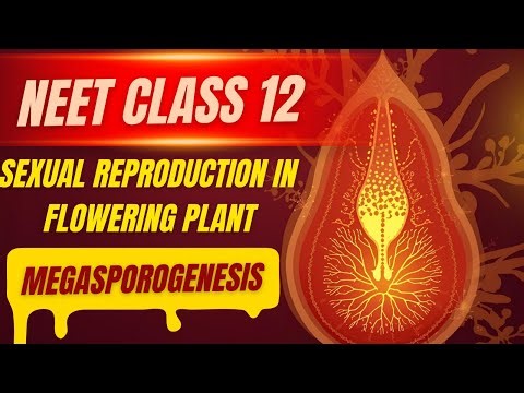 L-3 Megasporogenesis Explained 🌸 | Sexual Reproduction in Flowering Plants | Class 12 Biology | NEET