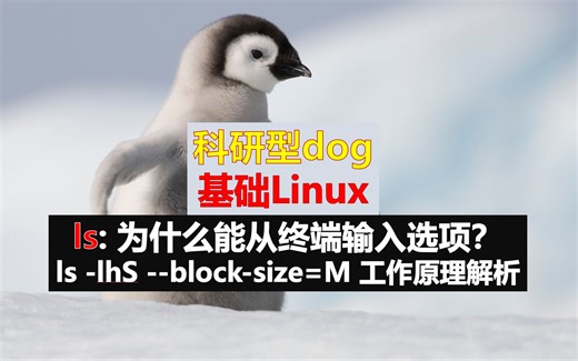Linux系统基础系列 - ls - 为什么能从终端输入诸多选项？从C语言原理解析！