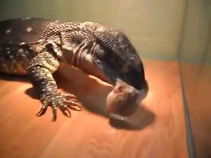 Lizard swallow hamster