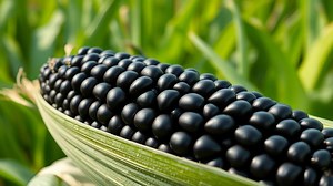 what is black corn? - Test Food Kitchen