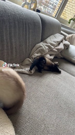 Join the Fun: Playing with Ferrets!