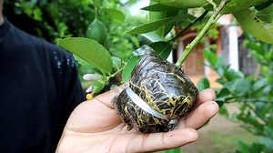 48K views · 2K reactions | How to rooting on tiny branch of citrus plant but can be done for other plant | Grafting Examples | Facebook