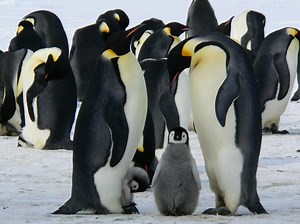 The Penguin my Teacher: Seven Life Lessons