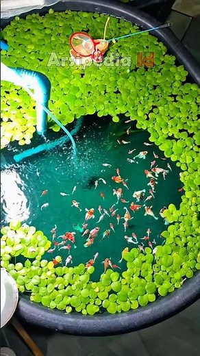 Keeping beautiful ornamental fish in a mini pond in the house #ornamentalfishfreshwater #fish #aq...
