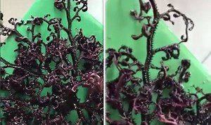 Mysterious sea creature with wriggling tentacles sits on table top